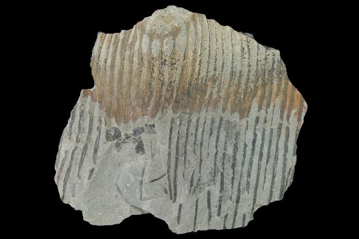 Pennsylvanian Horsetail (Calamites) Fossil - Kentucky #142391